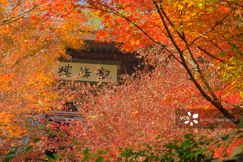 灵隐飞来峰永福寺秋景图片素材
