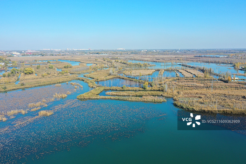 碧水连天映霞光，野鸭掠舞芦花黄  俯身临岸观舟远，银杏红叶风里扬  千岛万湖织洋淀，生态画卷韵悠长图片素材