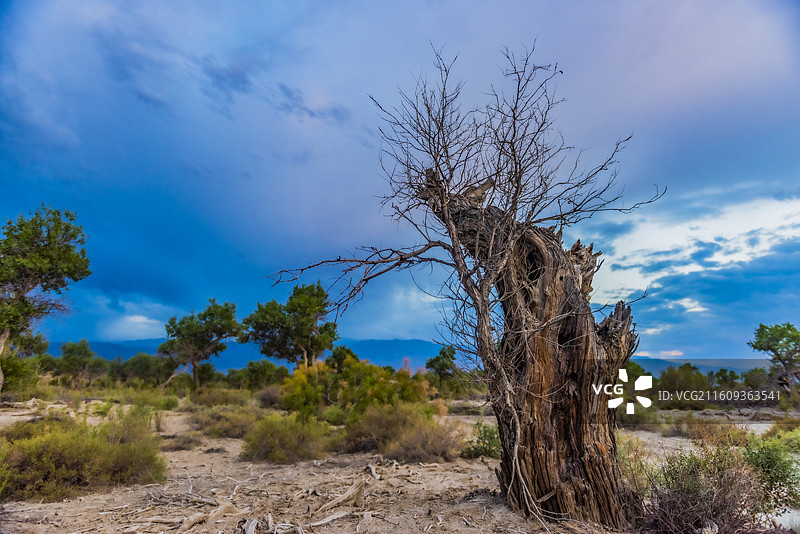 精河县托托镇胡杨5图片素材
