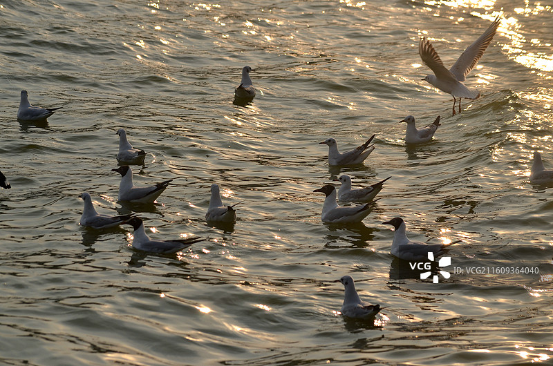 昆明滇池红嘴鸥图片素材