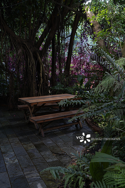 西双版纳原始森林公园森林图片素材