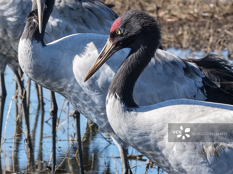 贵州毕节威宁草海国家级自然保护区黑颈鹤晚霞图片素材