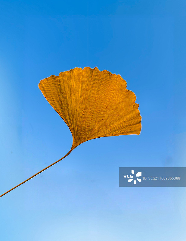 寄往蓝天的银杏信笺图片素材