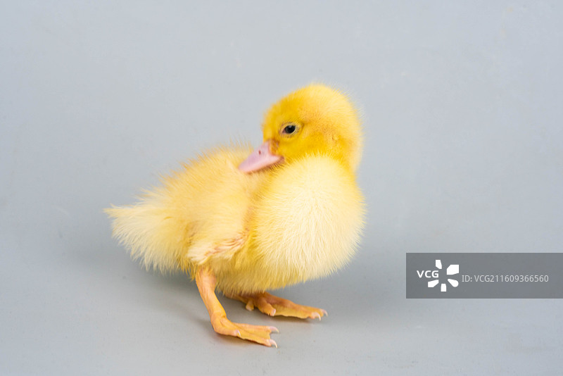 可爱小黄鸭萌态图片素材