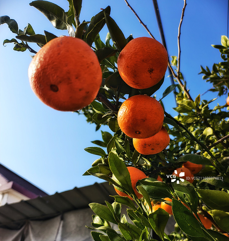 阳光下的农家果园～桔子熟了！图片素材