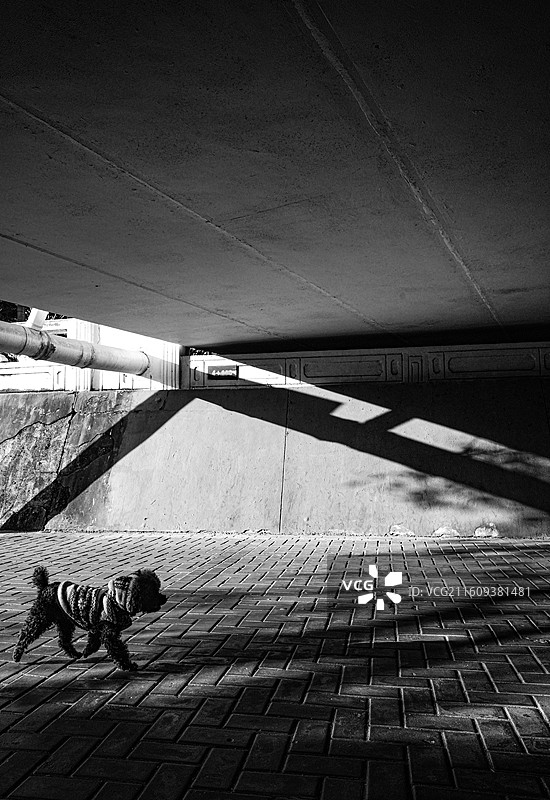 光影邂逅的街头精灵图片素材