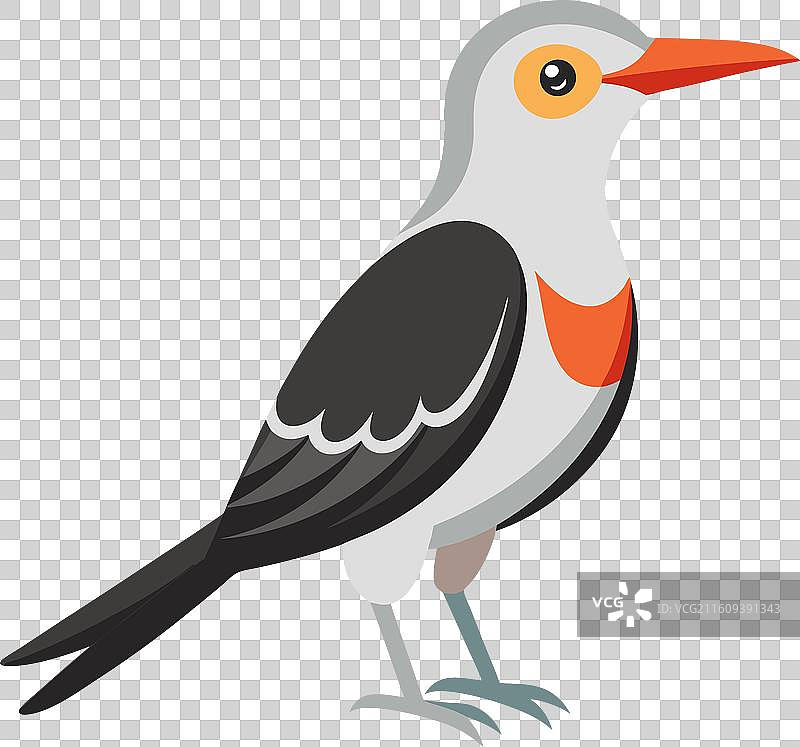 加拉帕戈斯嘲鸫鸟变得卡哇伊图片素材