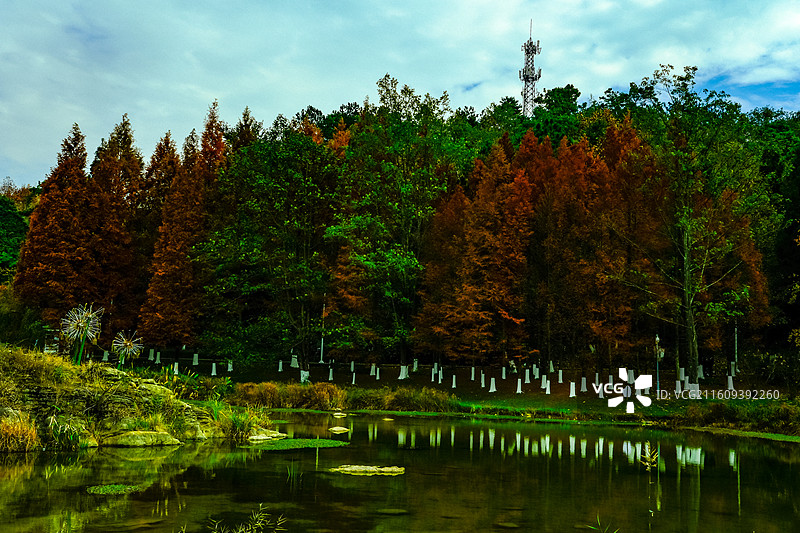 中国贵州省贵阳市观山湖区金秋时节观山湖公园美丽风光，城市与公园，枫叶红了图片素材