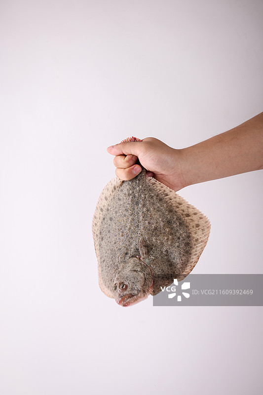 多宝鱼图片素材