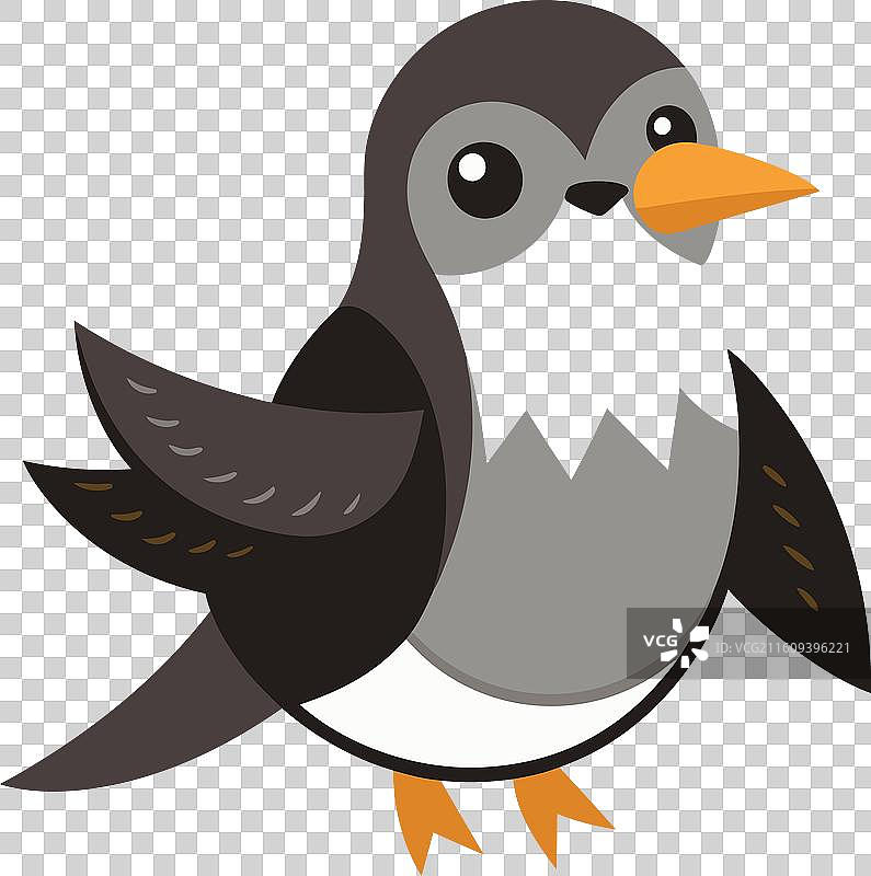 加拉帕戈斯纳斯卡鲣鸟，可爱地微笑图片素材