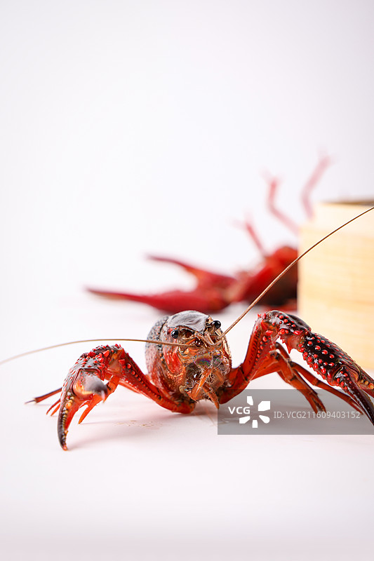 小龙虾图片素材