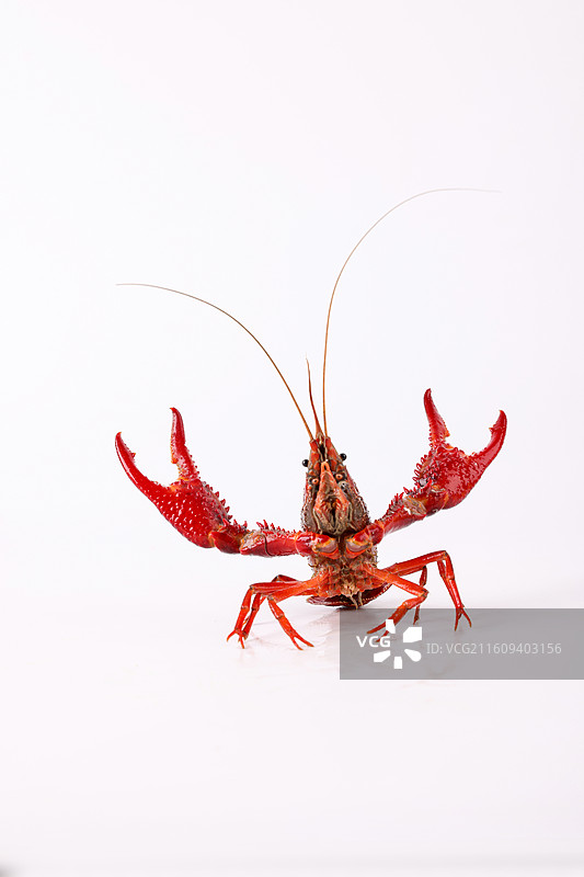 小龙虾图片素材