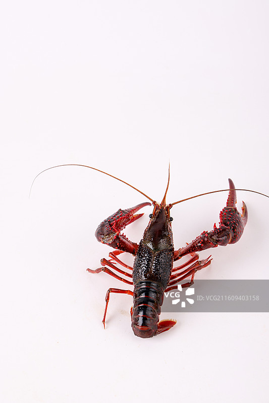 小龙虾图片素材