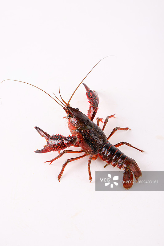 小龙虾图片素材