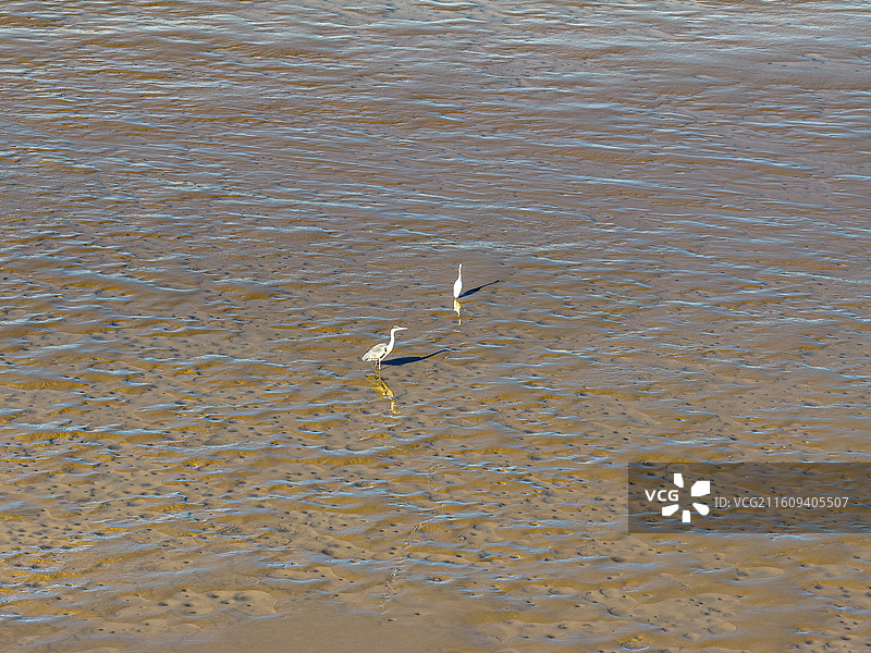 冬天在滩涂湿地中觅食贝类的海鸟 苍鹭白鹭灰鹭 退潮时浅滩潮间带露出淤泥气孔 上海临港东滩南汇新城图片素材