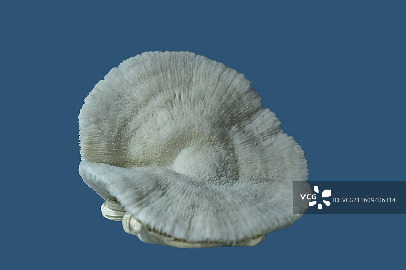 天津自然博物馆“家园·生命展区”：石芝珊瑚图片素材