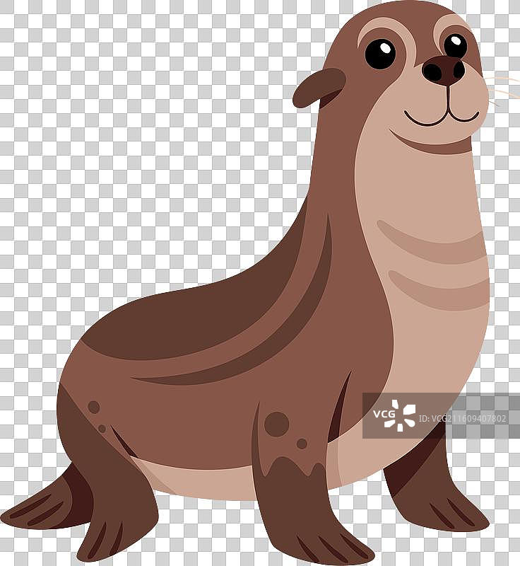 可爱的加拉帕戈斯海狮站立图片素材