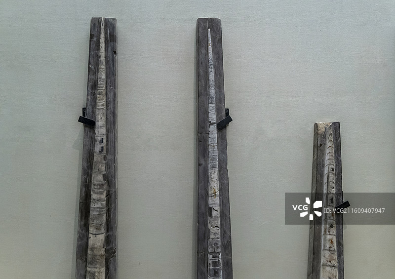 天津自然博物馆“家园·生命展区”：震旦角石（中奥陶世，湖北产）图片素材