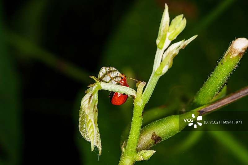 绿叶上的红色黄守瓜甲虫图片素材