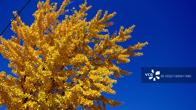 晴朗蓝天下的银杏树的仰视图图片素材