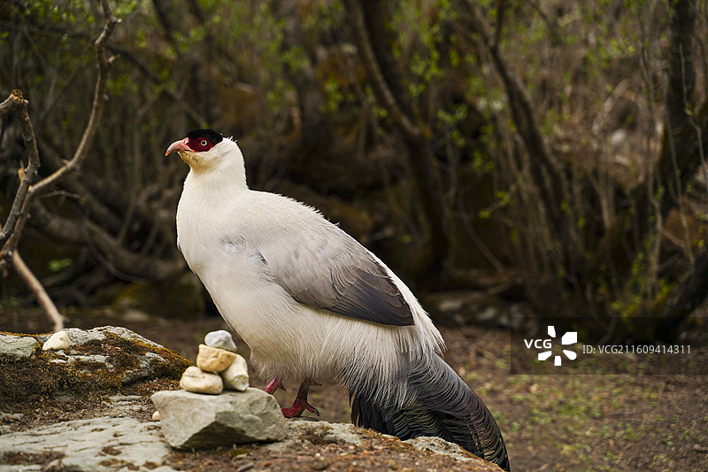 白马鸡图片素材