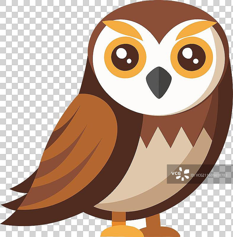 加拉帕戈斯短耳鸮 鸟类 可爱图片素材