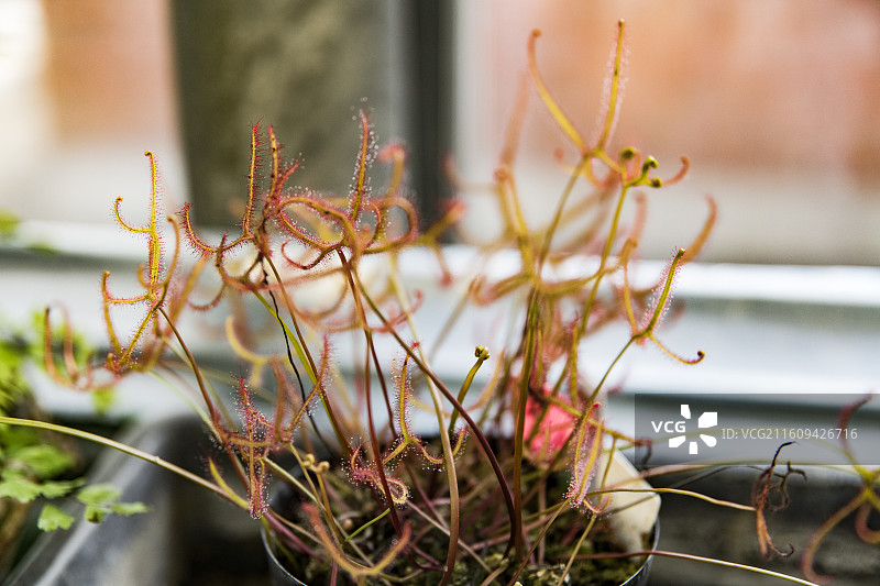叉叶茅膏菜，食虫植物图片素材