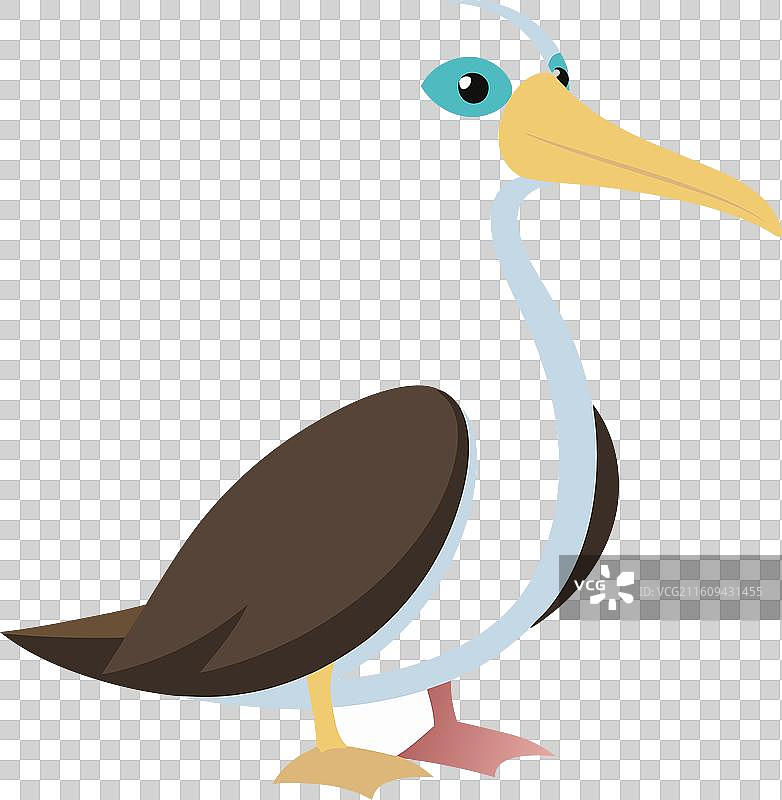 加拉帕戈斯信天翁，可爱玩耍的鸟图片素材