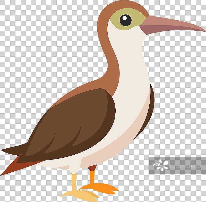 加拉帕戈斯信天翁 坐着 可爱图片素材