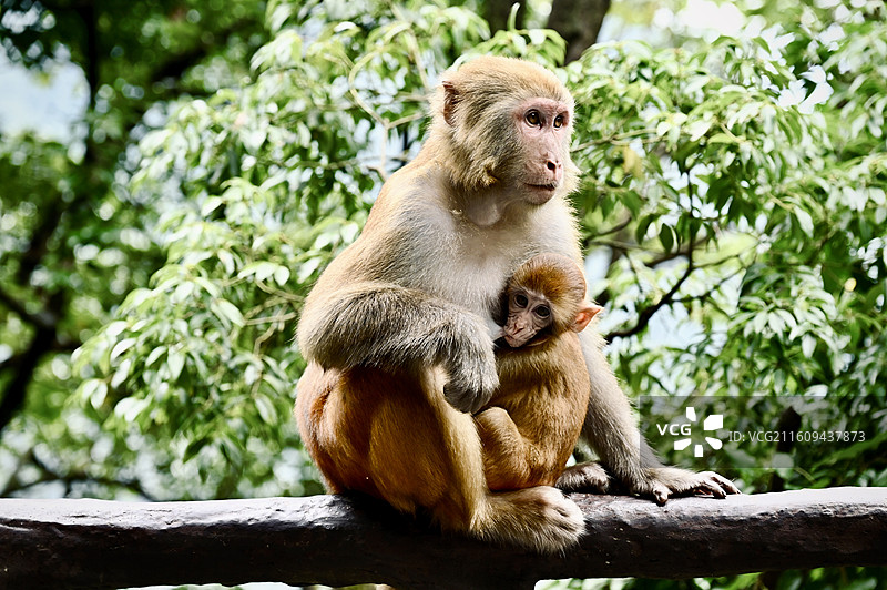 在武陵山大裂谷遇到的猕猴 比峨眉山的温顺多了图片素材