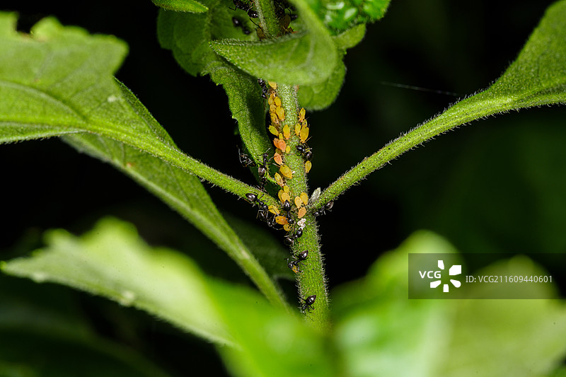 绿叶上的蚂蚁与蚜虫群图片素材