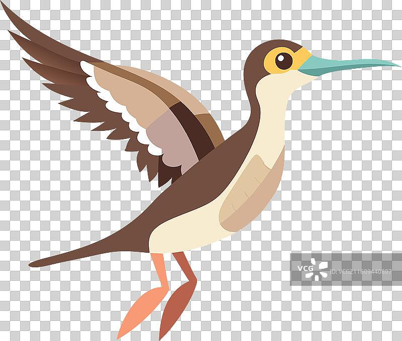 加拉帕戈斯白腰杓鹬鸟可爱地飞翔图片素材