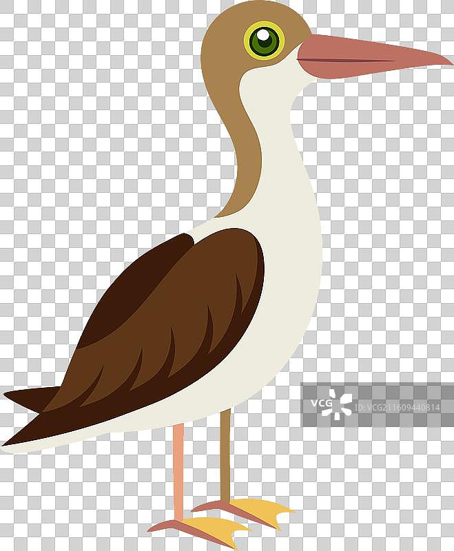 加拉帕戈斯白腰杓鹬，可爱图片素材