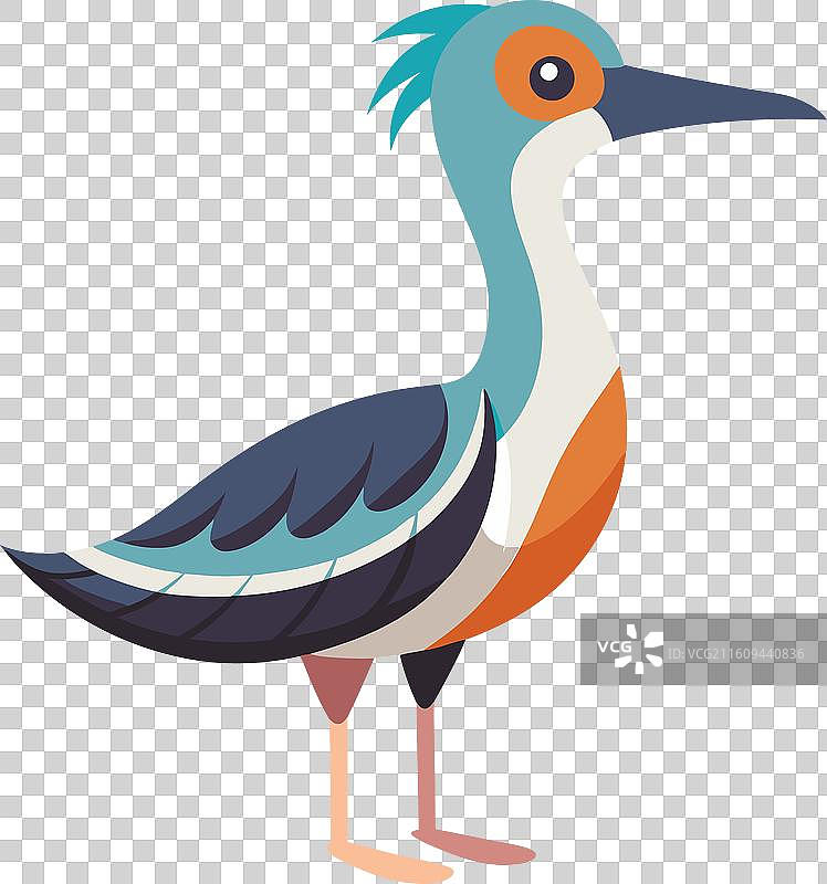 加拉帕戈斯白腰杓鹬学习可爱风格图片素材