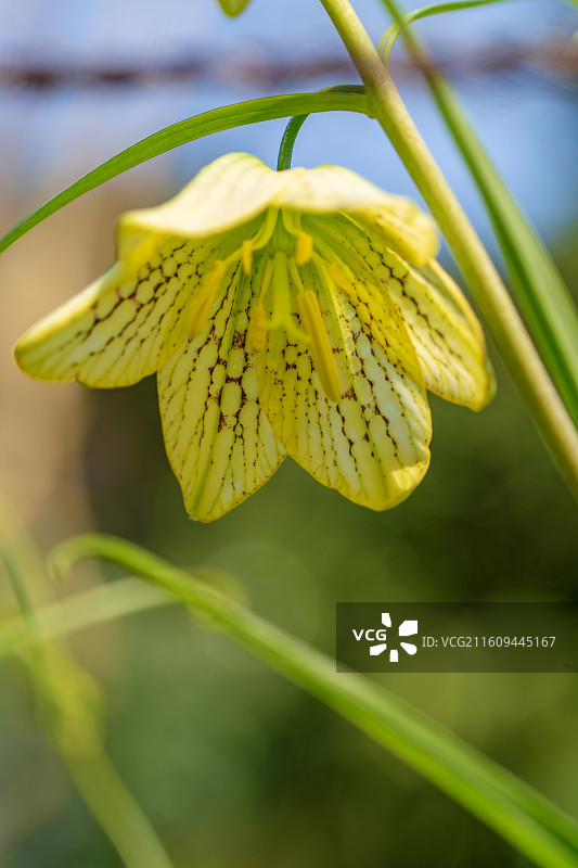 浙贝母的花图片素材