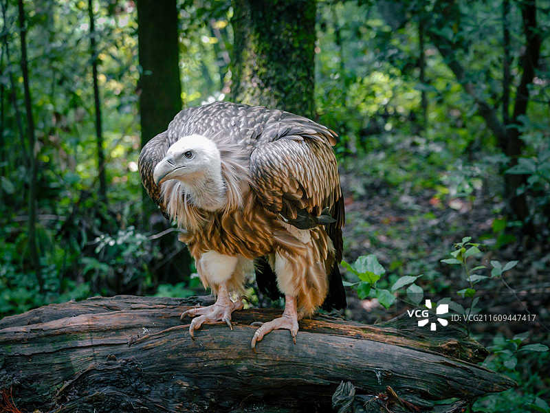 云南野生动物园秃鹫图片素材