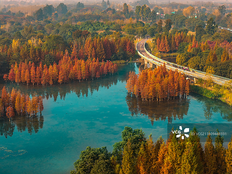 中国四川成都白鹭湾湿地公园水杉林航拍图图片素材