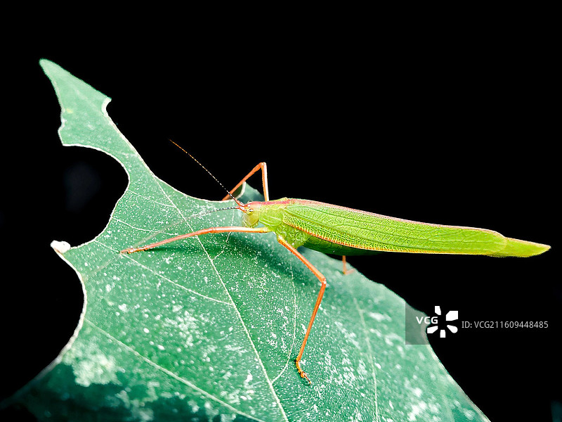 叶上螽斯图片素材