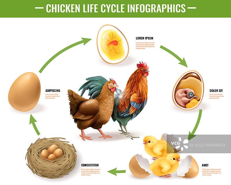 鸡的生命周期信息图图片素材