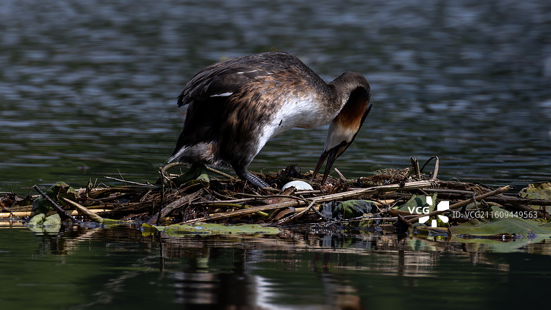 凤头鹈图片素材
