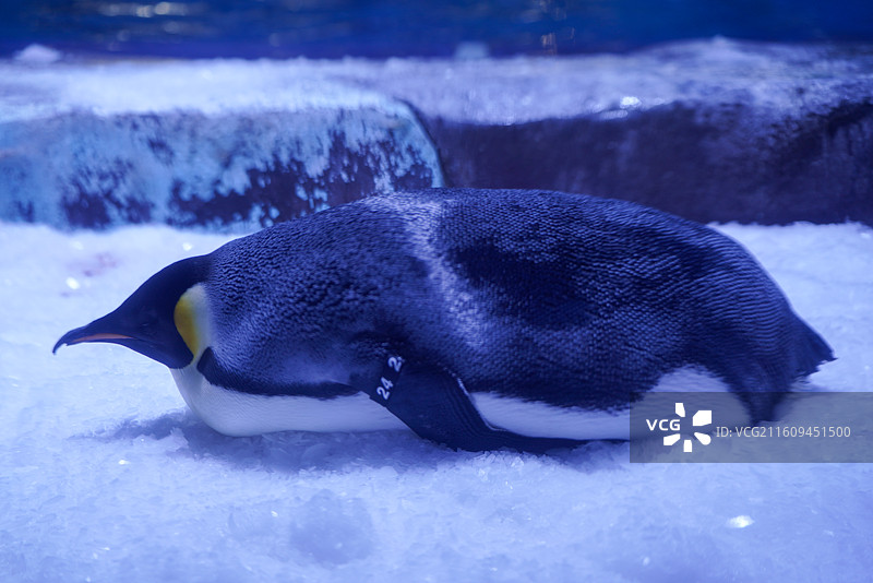 上海海昌海洋公园 企鹅图片素材