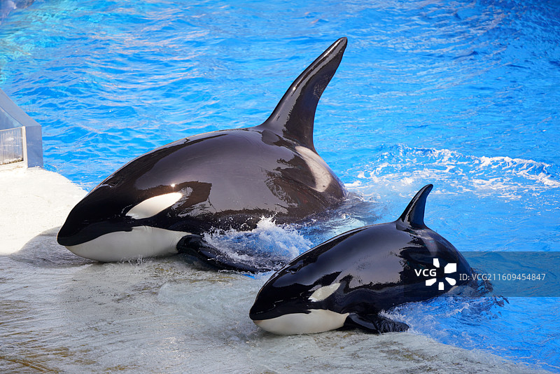 上海海昌海洋公园 虎鲸图片素材