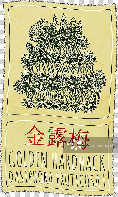 手绘金色的硬质草图片素材