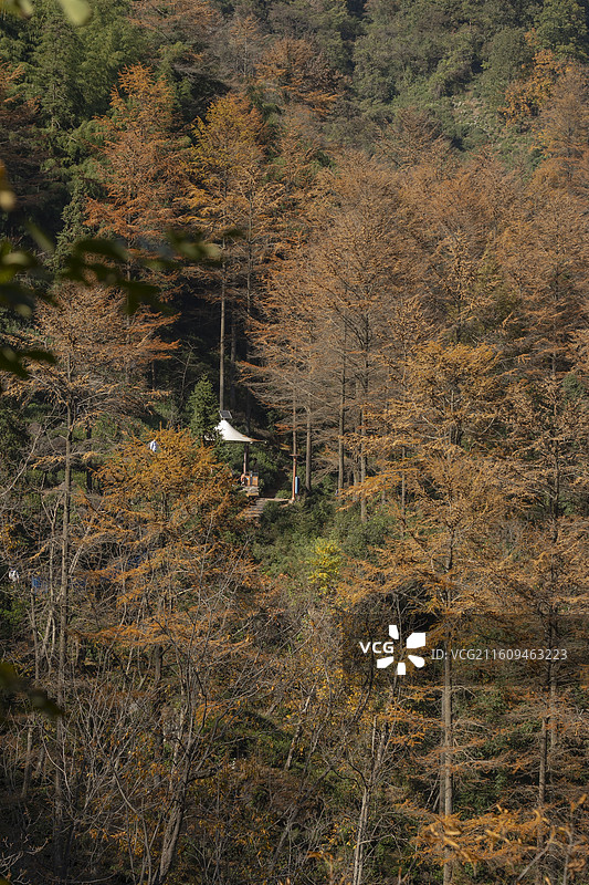金钱松公园秋色图片素材