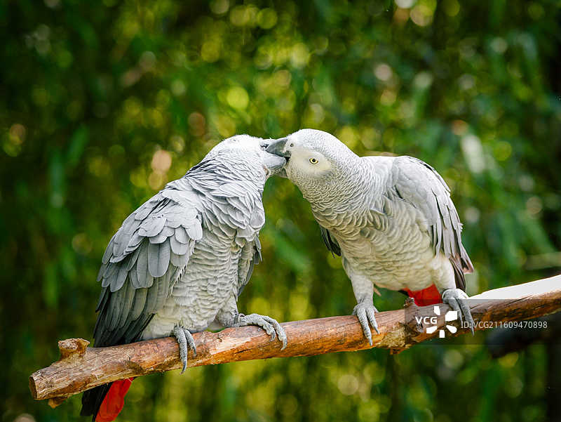 云南野生动物园鹦鹉图片素材