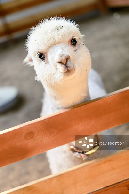 岭南新天地羊驼图片素材