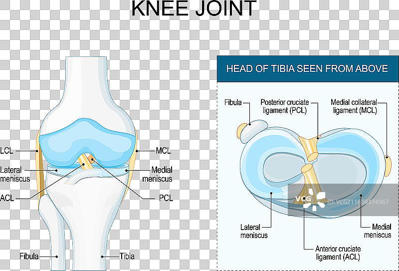 膝关节解剖，包括半月板和韧带图片素材