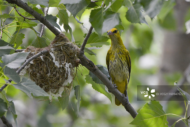 黑枕黄鹂栖巢旁，黄羽明艳衬绿意图片素材