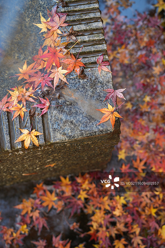 上海瑞金洲际酒店枫叶枫树日落黄昏夕阳逆光水池边图片素材