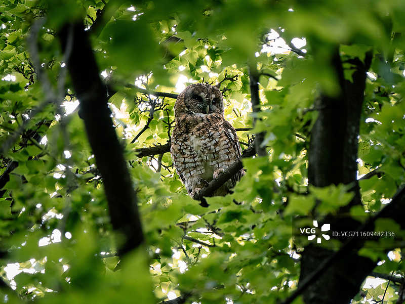 云南昆明植物园灰林鸮（猫头鹰）图片素材